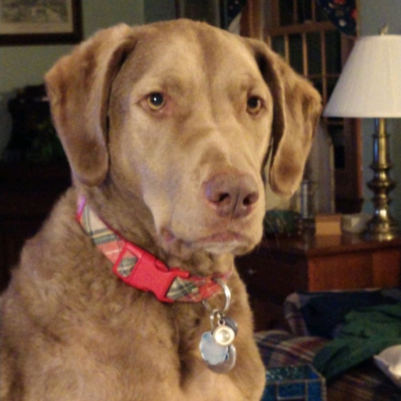 Meet your Posher, Fran - Picture 1 of 1